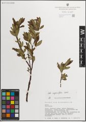 Foto von Salix myrsinifolia Salisb.